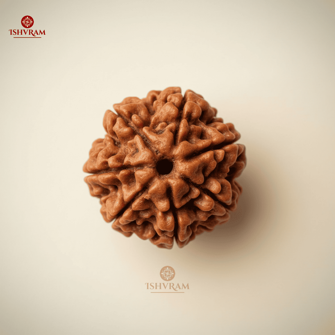 7 Mukhi Rudraksha – Certified Bead