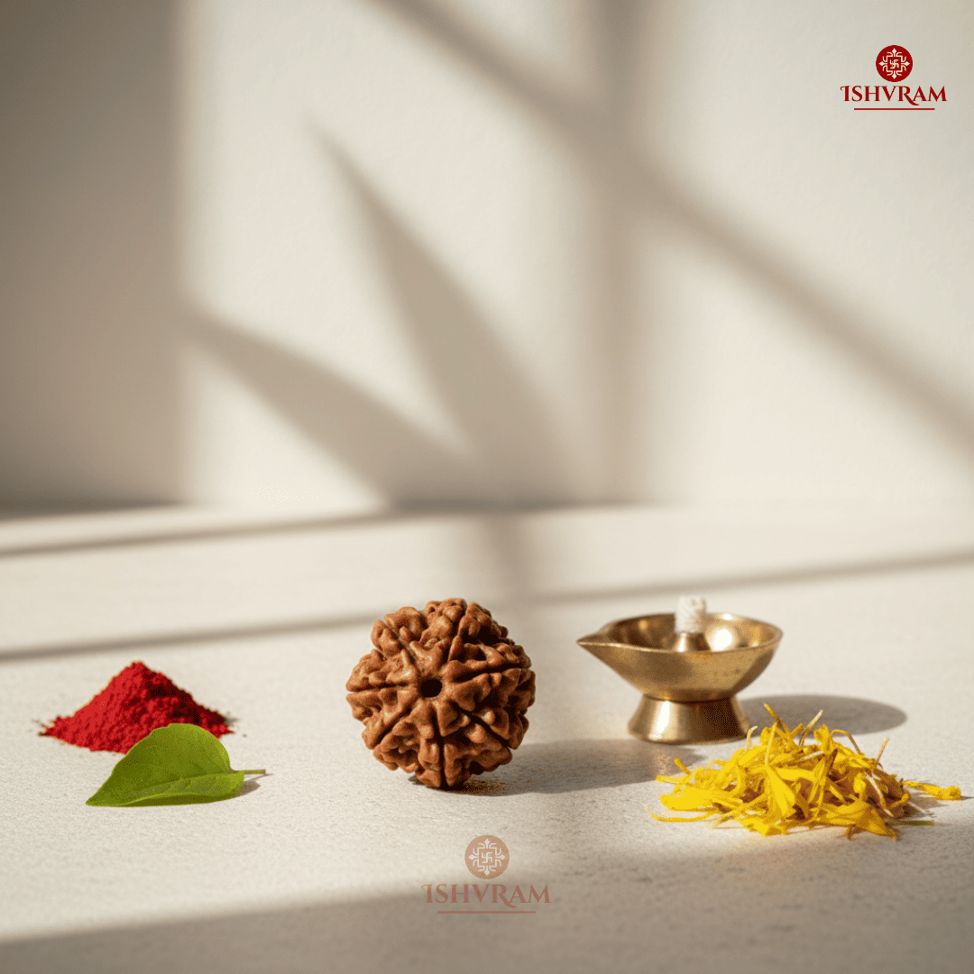 7 Mukhi Rudraksha – Certified Bead