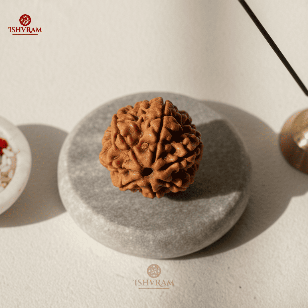 7 Mukhi Rudraksha – Certified Bead