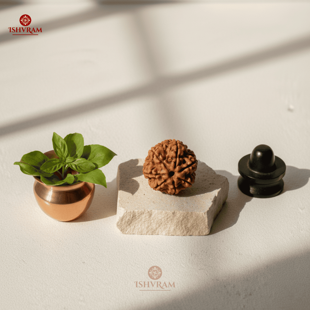 7 Mukhi Rudraksha – Certified Bead