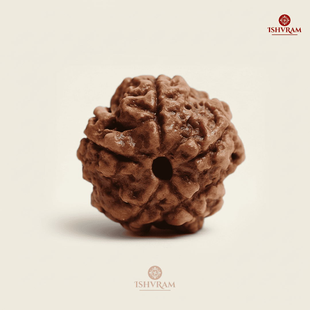 5 Mukhi Rudraksha – Certified & Energized Bead for Peace
